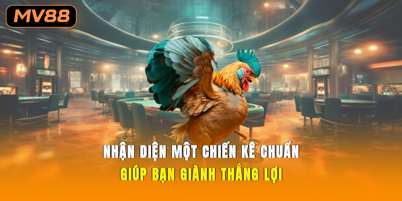 Nhận diện một chiến kê chuẩn giúp bạn giành thắng lợi