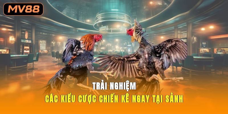 Trải nghiệm các kiểu cược chiến kê ngay tại sảnh